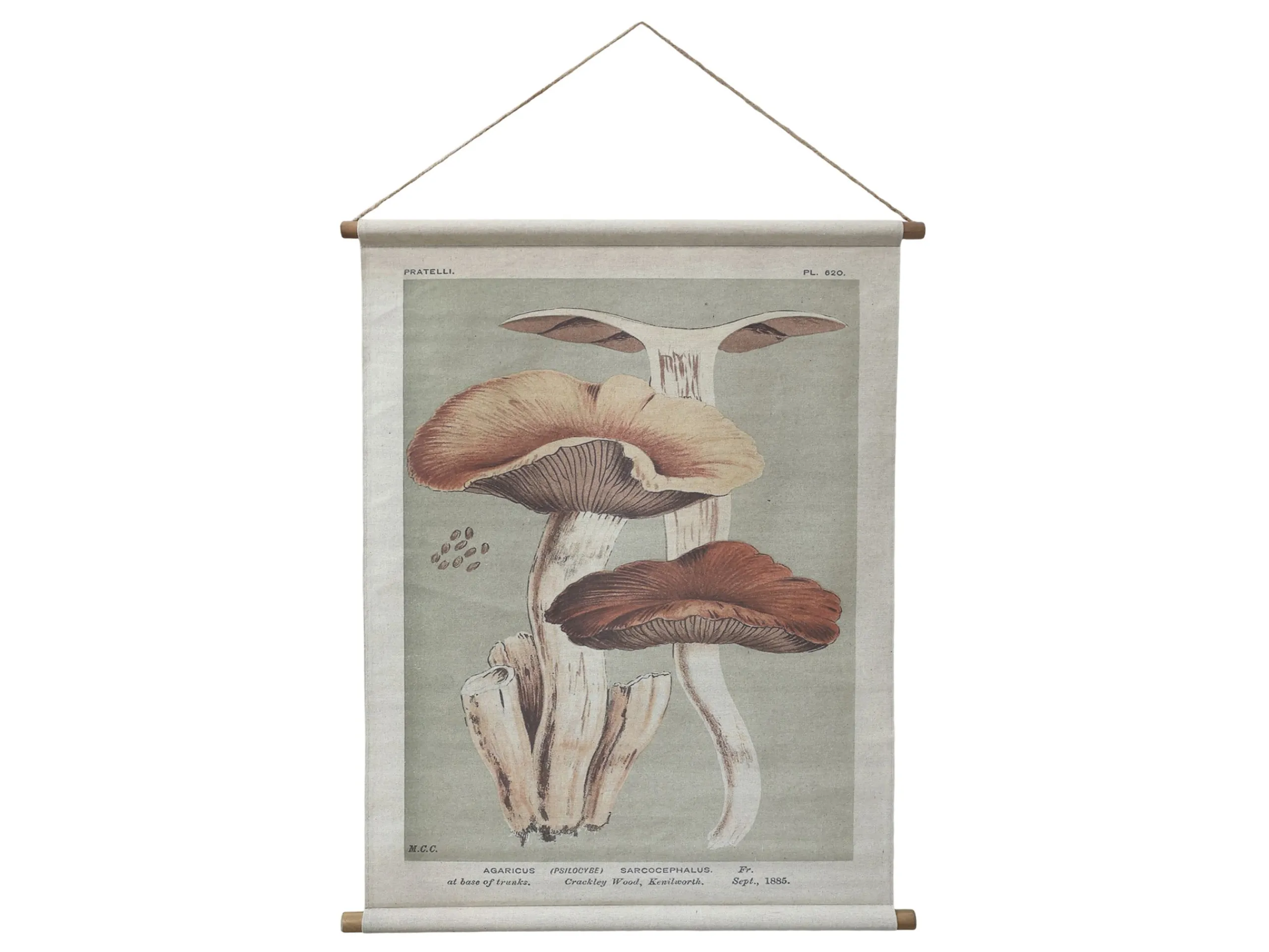 Vintage Leinwandbild Pilze Französischer Floradruck 97/76 cm-Chic Antique Best